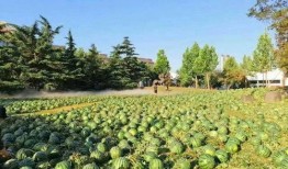 瓜地吃瓜学校,揭秘瓜地吃瓜学校的独特魅力