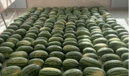 厦门最新吃瓜新闻,网红餐厅风波再起，揭秘幕后真相！”