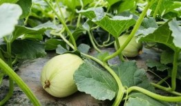 小紫吃瓜图,揭秘娱乐圈幕后故事