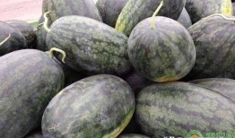 黑皮铁瓜怎样吃,解锁美味新体验