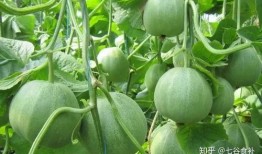 吃田瓜胀气吗,田瓜食用后是否会引发胀气现象解析