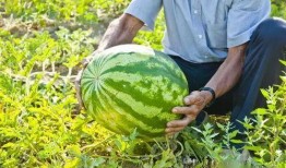 吃瓜王俏俏南宁,揭秘网红美食背后的故事