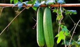 夏天吃吊瓜反瓜,吊瓜与反瓜的完美邂逅