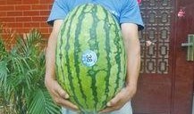 51吃瓜行,揭秘娱乐圈幕后真相，带你领略明星们的真实生活