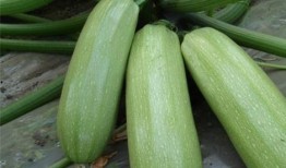 单纯吃瓜的好处,揭秘单纯吃瓜的五大益处