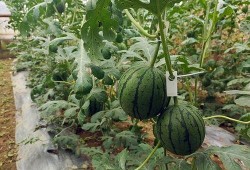 小紫吃瓜图,揭秘娱乐圈幕后故事