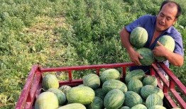 各个国家吃瓜,风味独特的国民美食探索