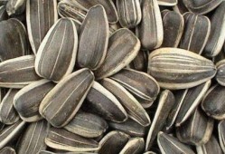 吃瓜葵花籽,葵花籽香飘四溢