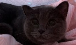 小猫可以吃贝贝瓜吗,宠物饮食指南