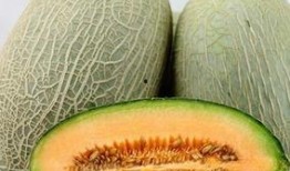 吃哈mi瓜的,探寻夏日清凉新宠