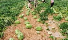 吃瓜群基地,网络社交新现象背后的故事