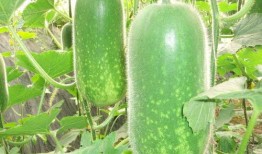 一周六可以吃八梭瓜吗,八梭瓜的饮食极限