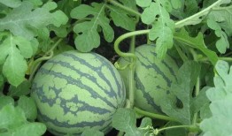 越人吃瓜,探寻越人独特的“吃瓜”文化