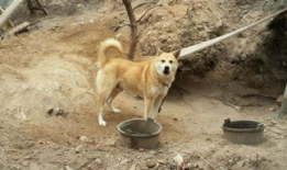 土狗吃瓜吃糖视频,趣味横生的日常生活瞬间