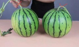 晴掌柜吃瓜记,一场别开生面的吃瓜盛宴