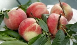 桃子老师吃瓜,揭秘娱乐圈那些不为人知的幕后故事