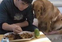 上海吃瓜金毛,揭秘网红宠物的魅力与争议