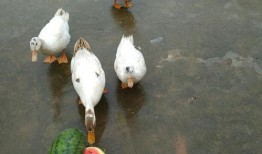鸭子吃飞瓜视频
