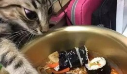 看猫猫吃几口瓜,萌态百出，瓜香四溢