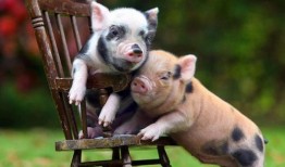 吃瓜猪小妹特效,趣味特效下的欢乐盛宴