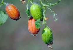 吃王瓜,探寻民间特色美食的奥秘