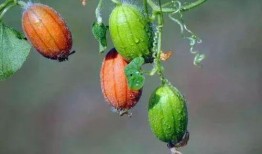 吃王瓜,探寻民间特色美食的奥秘