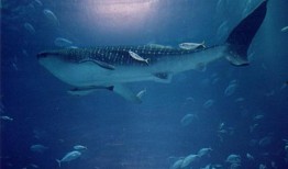 蓝鲸视频吃瓜,揭秘娱乐圈幕后真相