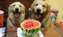 吃瓜养狗,揭秘宠物与美食的和谐共处之道