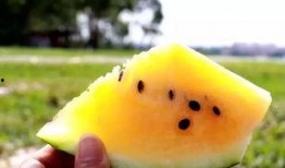 甜宠吃瓜,揭秘娱乐圈甜蜜宠粉背后的故事