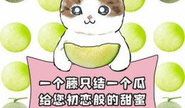 吃瓜大赛ppt,一场视觉与味蕾的盛宴