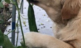 上海吃瓜金毛,揭秘网红宠物的魅力与争议