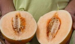 吃头孢可以吃蜜瓜嘛,安全食用的注意事项