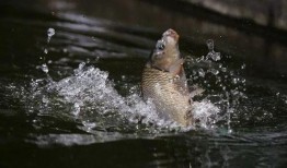 钓鱼人带你吃瓜,吃瓜背后的故事与真相