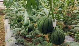 夏天吃吊瓜反瓜,吊瓜与反瓜的完美邂逅