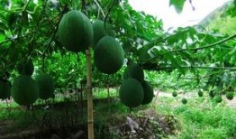 吃吊瓜呕吐,美味与不适的奇妙碰撞