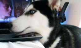 哈士奇吃蛋瓜,蛋瓜成新宠