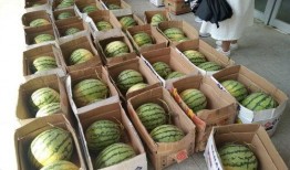 瓜地吃瓜学校,揭秘瓜地吃瓜学校的独特魅力