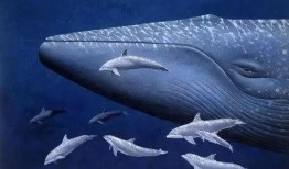 蓝鲸视频吃瓜,揭秘娱乐圈幕后真相