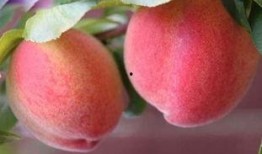 桃子老师吃瓜,揭秘娱乐圈那些不为人知的幕后故事