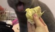 看猫猫吃几口瓜,萌态百出，瓜香四溢