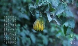 吃王瓜,探寻民间特色美食的奥秘