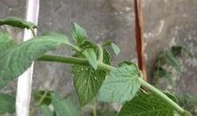 红瓜叶怎么吃,家常美味新尝试