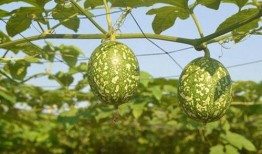 新鲜吊瓜怎么吃,探索美味与健康的完美结合