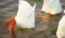 鸭子吃飞瓜视频