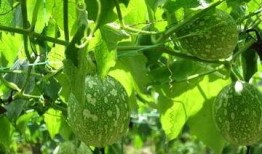 吃吊瓜呕吐,美味与不适的奇妙碰撞