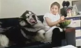 女主人吃瓜,女主人的瓜田奇遇记