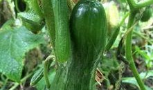 扬州吃瓜图片,一场视觉与味蕾的盛宴