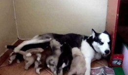 小崽子吃瓜,揭秘娱乐圈的甜蜜与苦涩