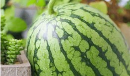 年代吃瓜读心抓