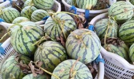 扬州吃瓜图片,一场视觉与味蕾的盛宴